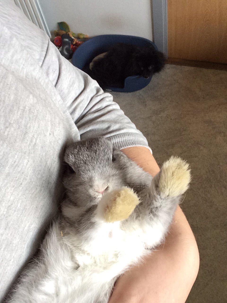 Kanin Ahrenkiels Connor -Hermelin billede 3