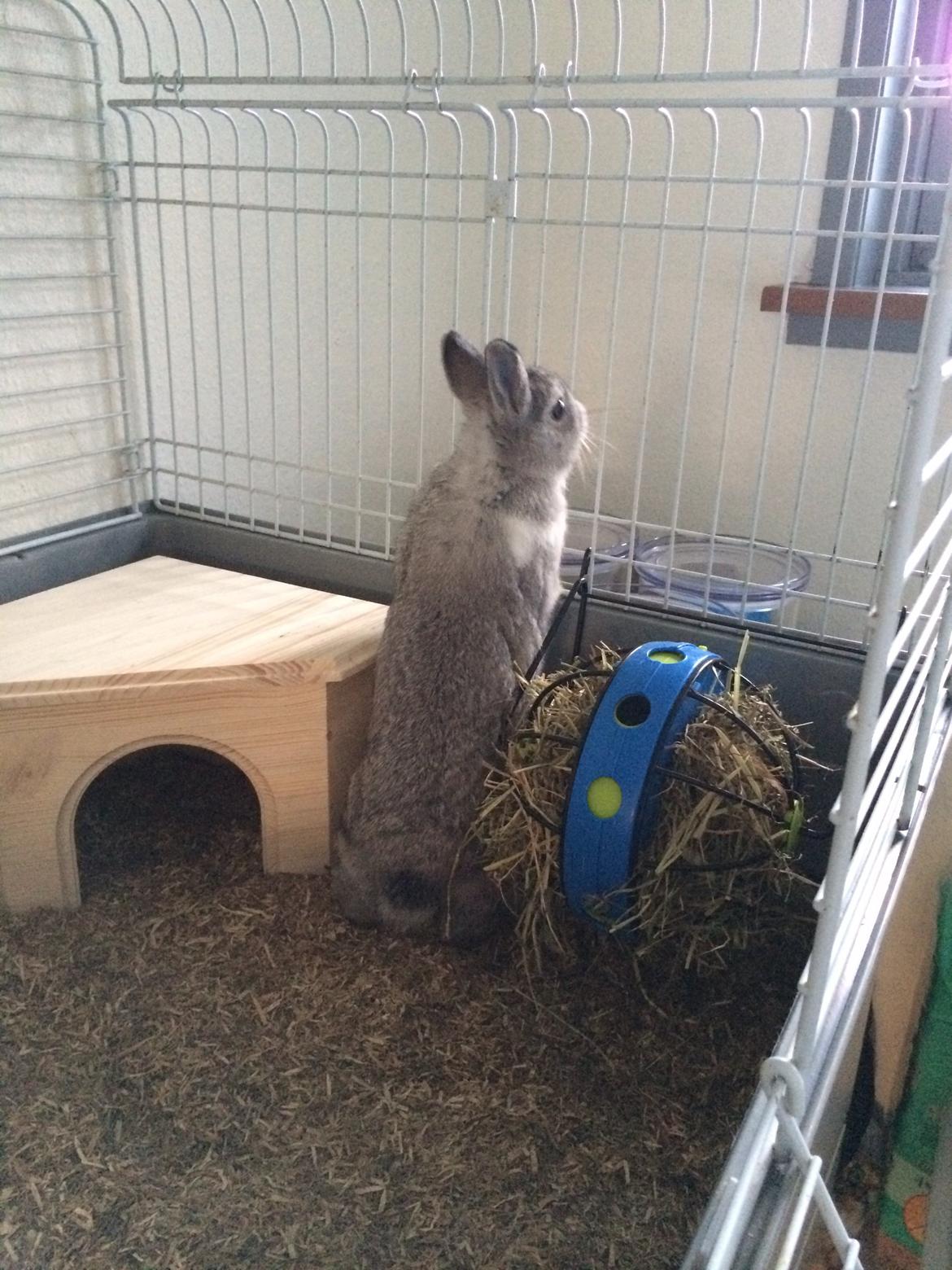 Kanin Ahrenkiels Connor -Hermelin billede 4