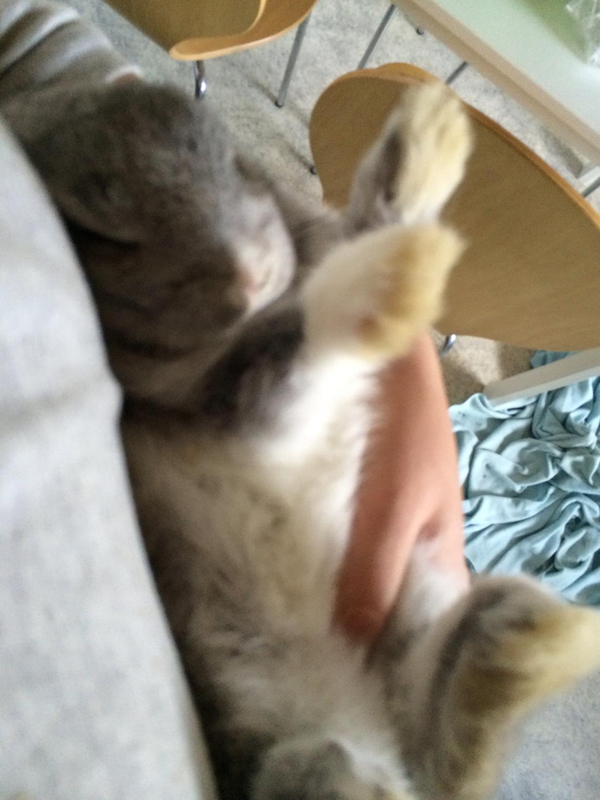 Kanin Ahrenkiels Connor -Hermelin billede 5