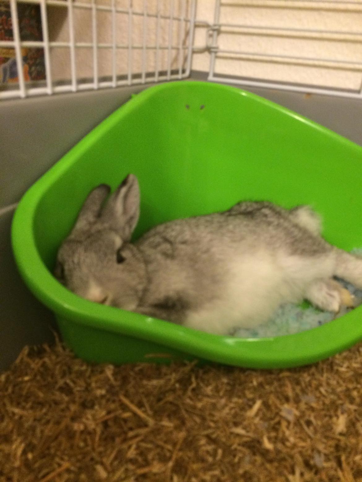 Kanin Ahrenkiels Connor -Hermelin billede 6