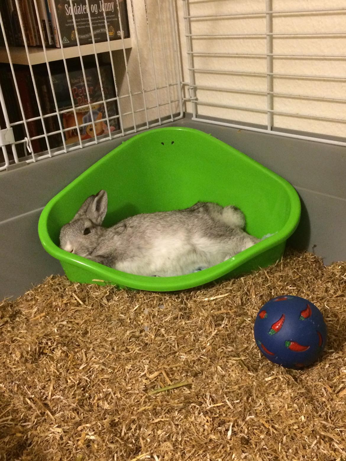 Kanin Ahrenkiels Connor -Hermelin billede 7