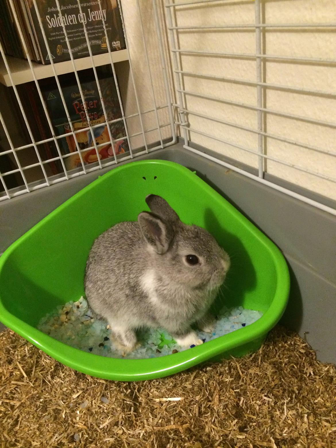 Kanin Ahrenkiels Connor -Hermelin billede 8