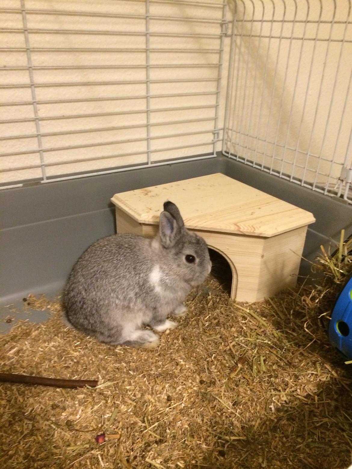 Kanin Ahrenkiels Connor -Hermelin billede 9