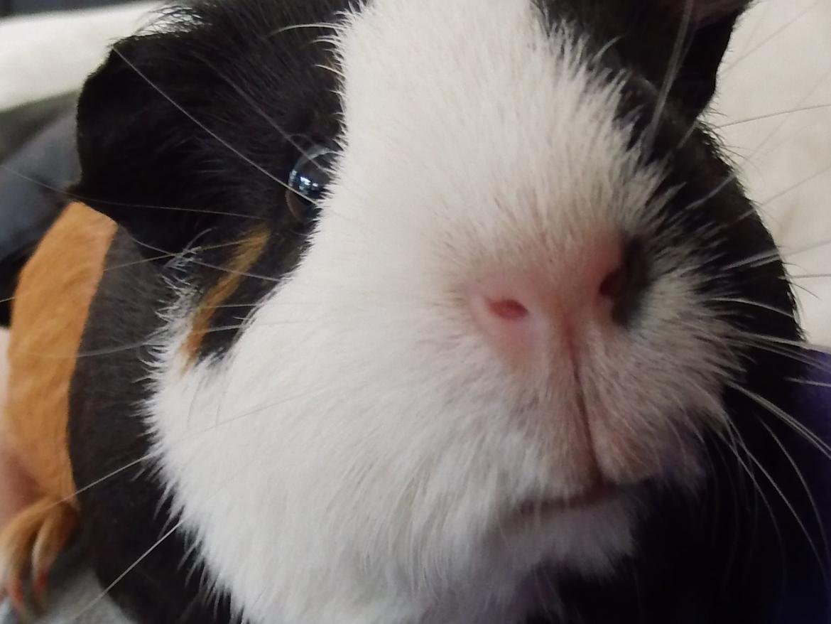 Marsvin Snuske billede 1