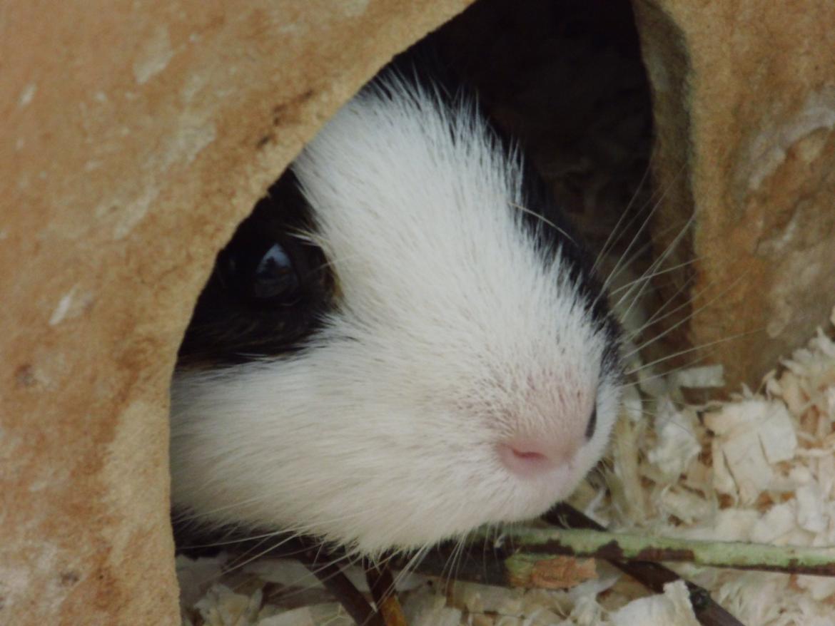 Marsvin Snuske billede 2