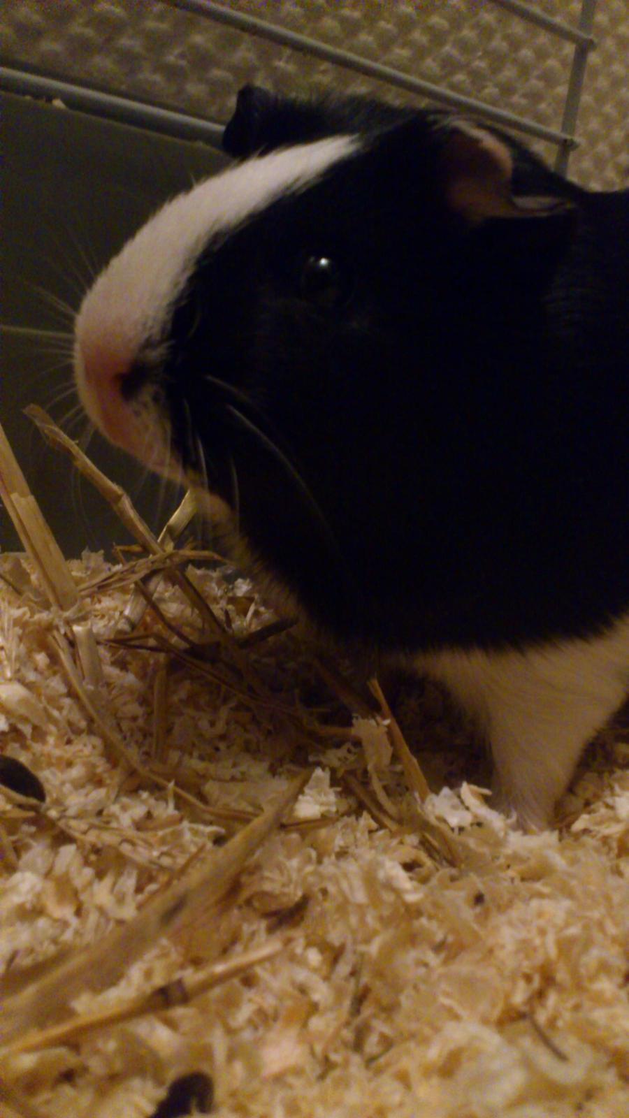 Marsvin Snuske - Snuske nede fra :) billede 18