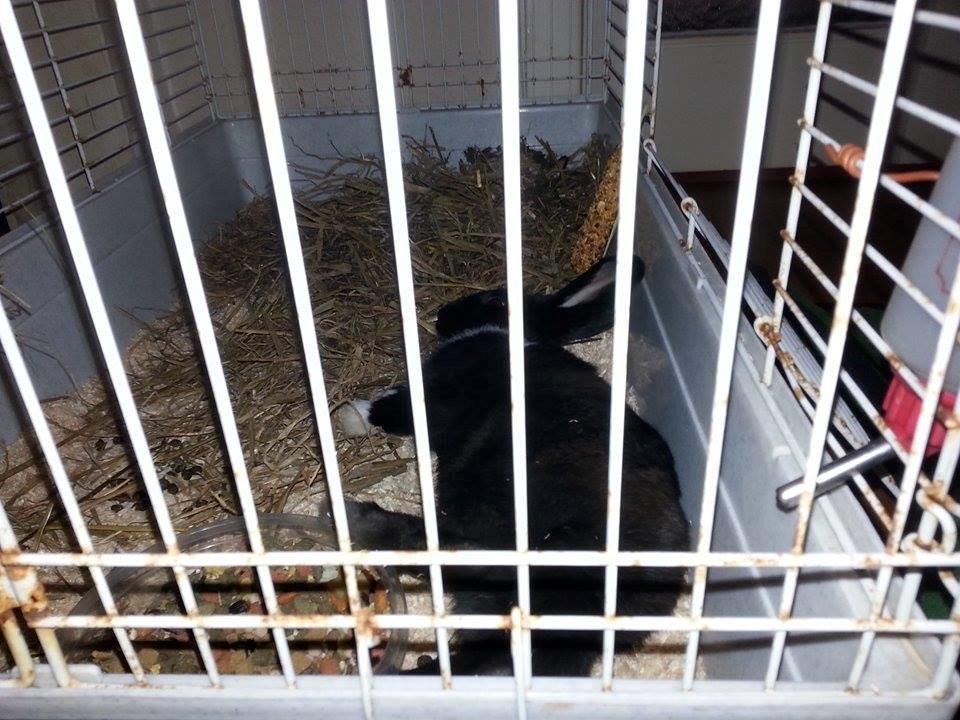 Kanin Ninus <3 *solgt* billede 1