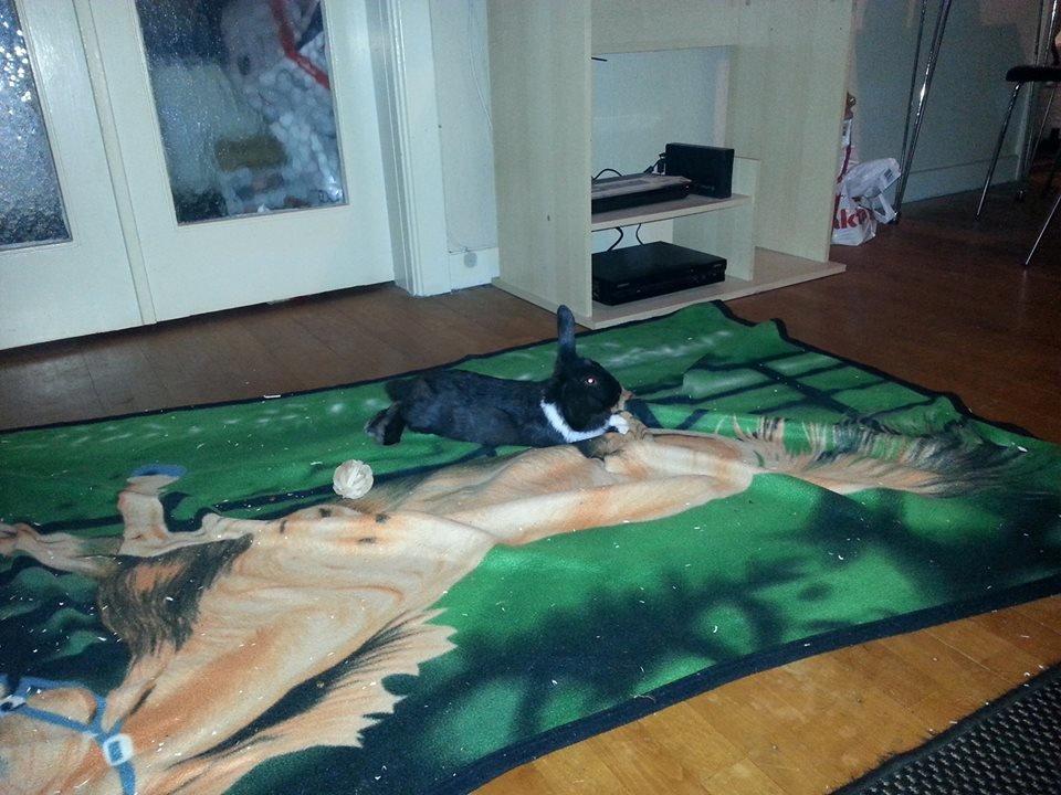 Kanin Ninus <3 *solgt* billede 2