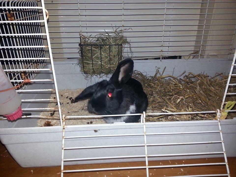 Kanin Ninus <3 *solgt* billede 4