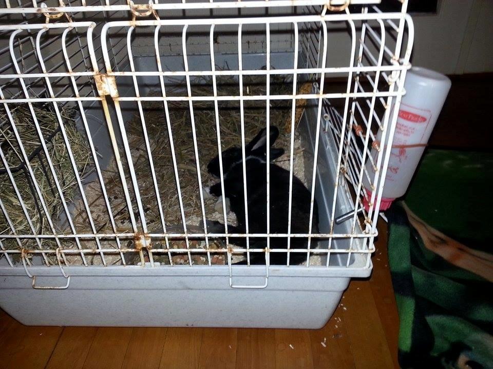 Kanin Ninus <3 *solgt* billede 5