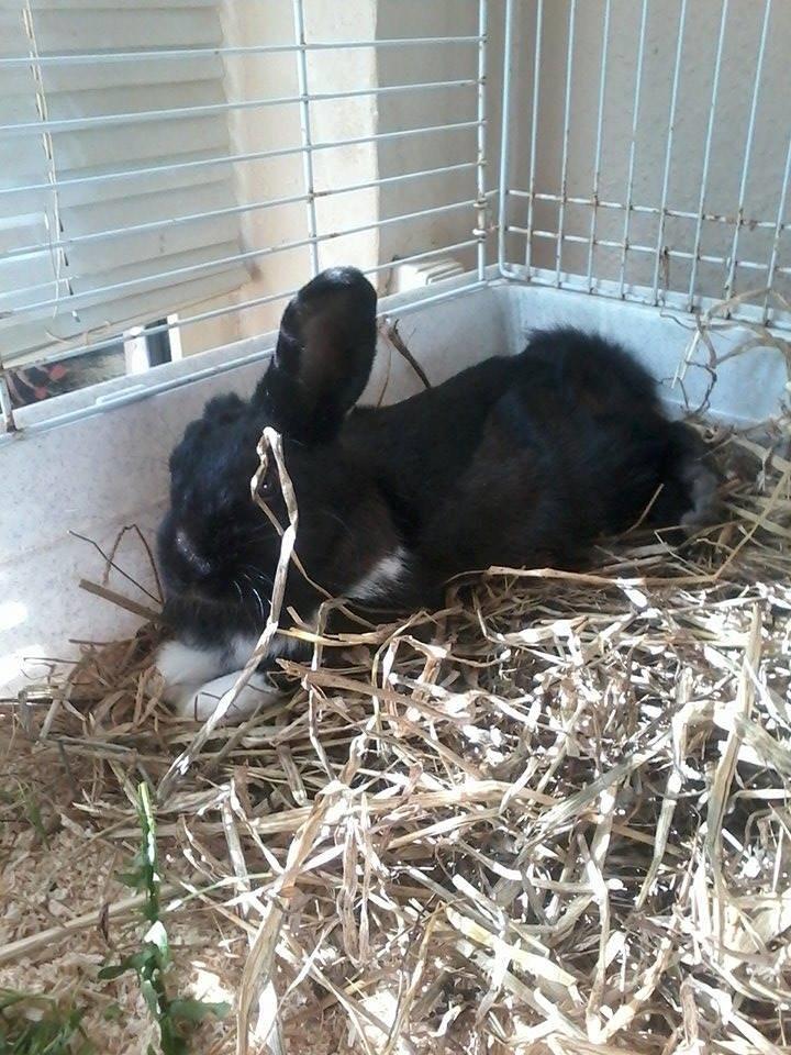 Kanin Ninus <3 *solgt* billede 6