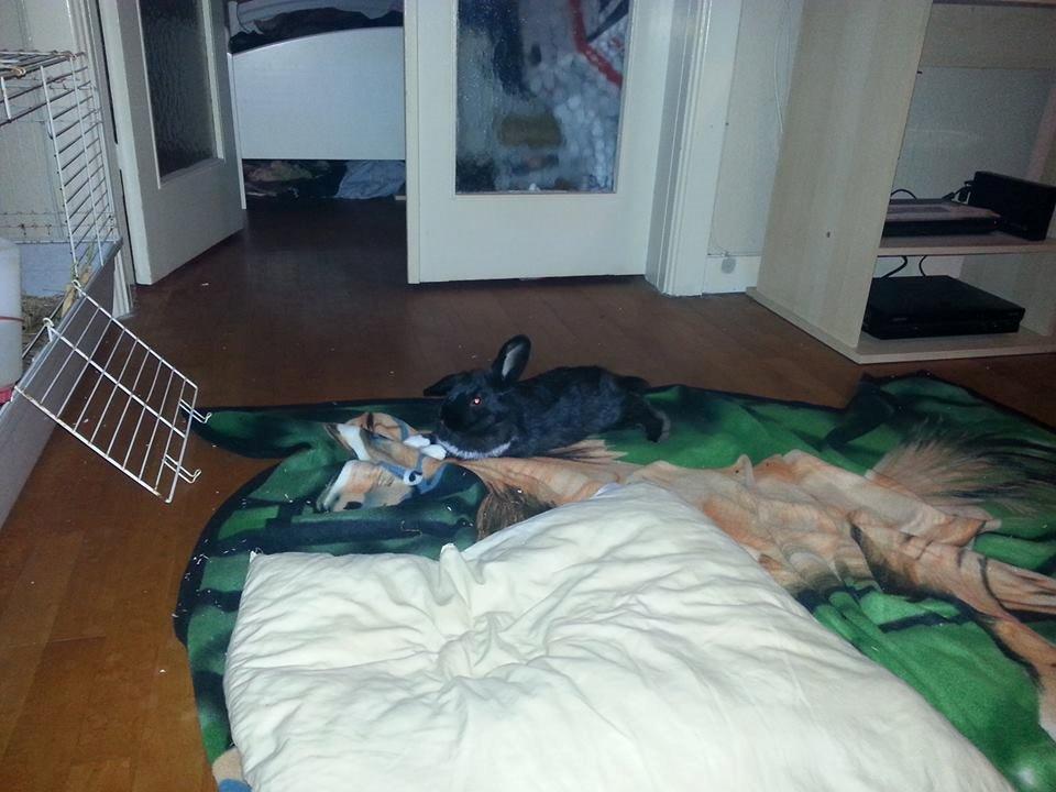 Kanin Ninus <3 *solgt* billede 7