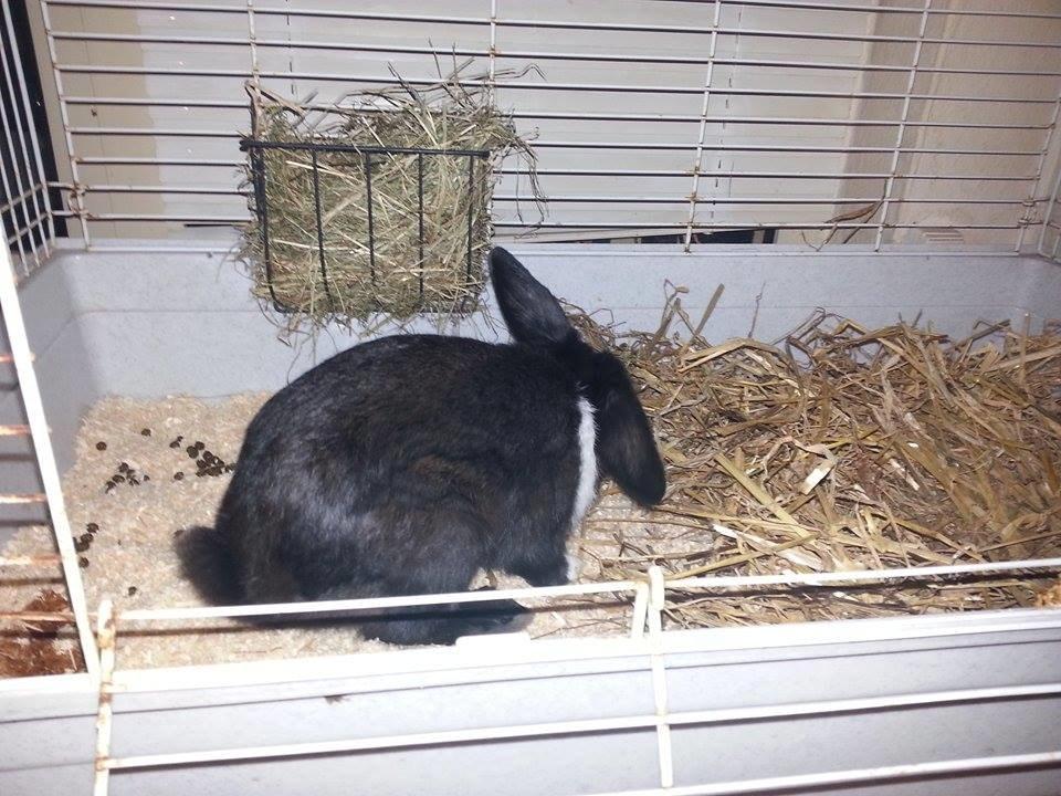 Kanin Ninus <3 *solgt* billede 8