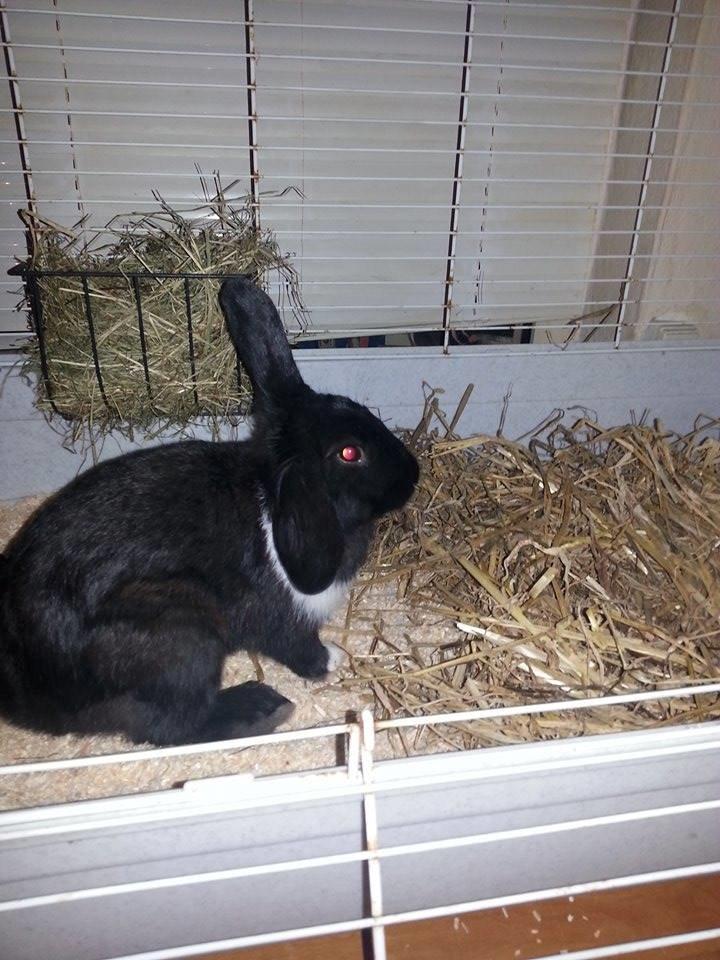 Kanin Ninus <3 *solgt* billede 9