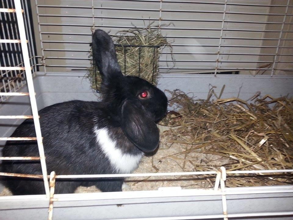 Kanin Ninus <3 *solgt* billede 10