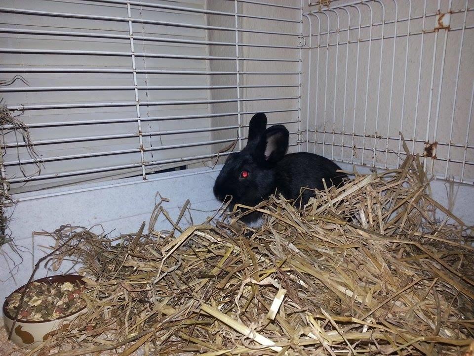 Kanin Ninus <3 *solgt* billede 11