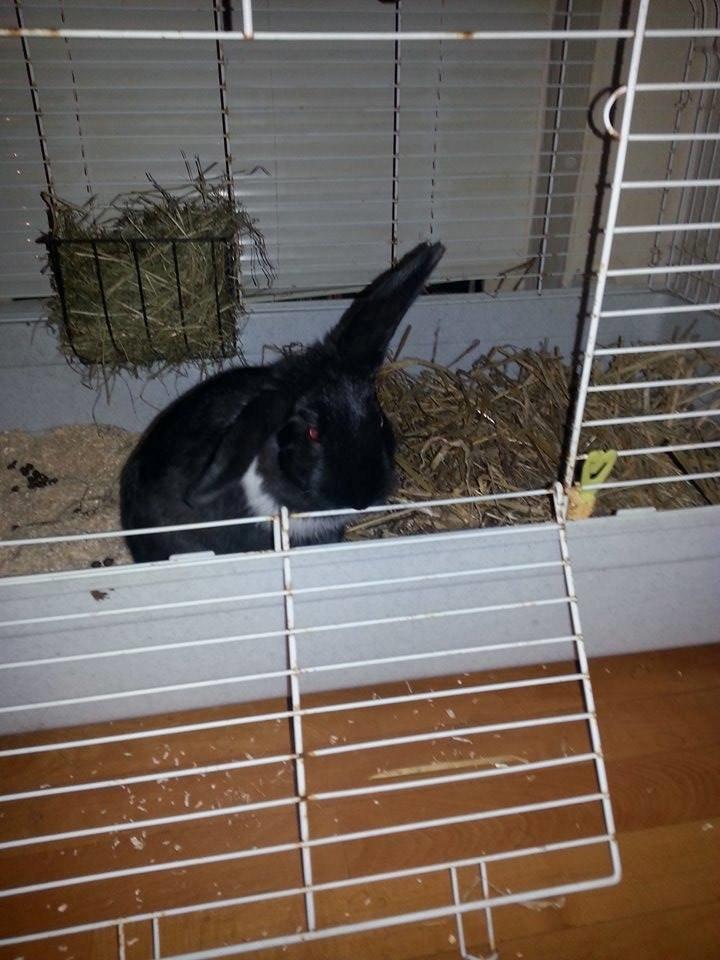 Kanin Ninus <3 *solgt* billede 12