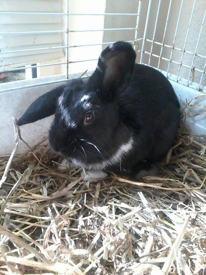 Kanin Ninus <3 *solgt* billede 3