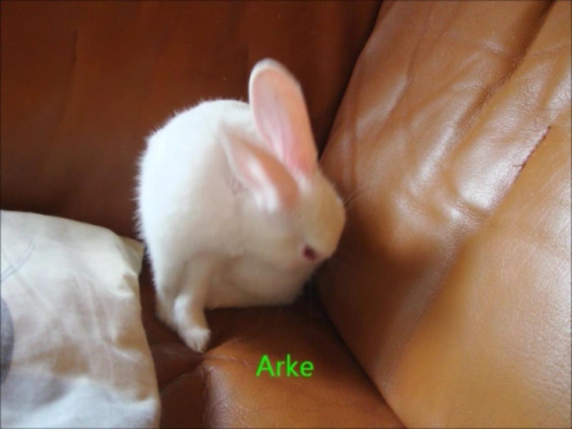 Kanin Arke billede 3