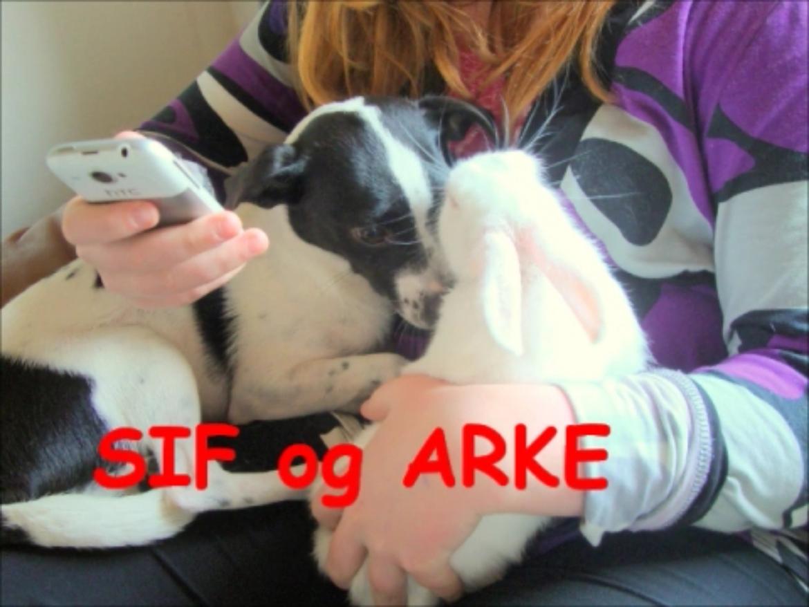 Kanin Arke billede 9