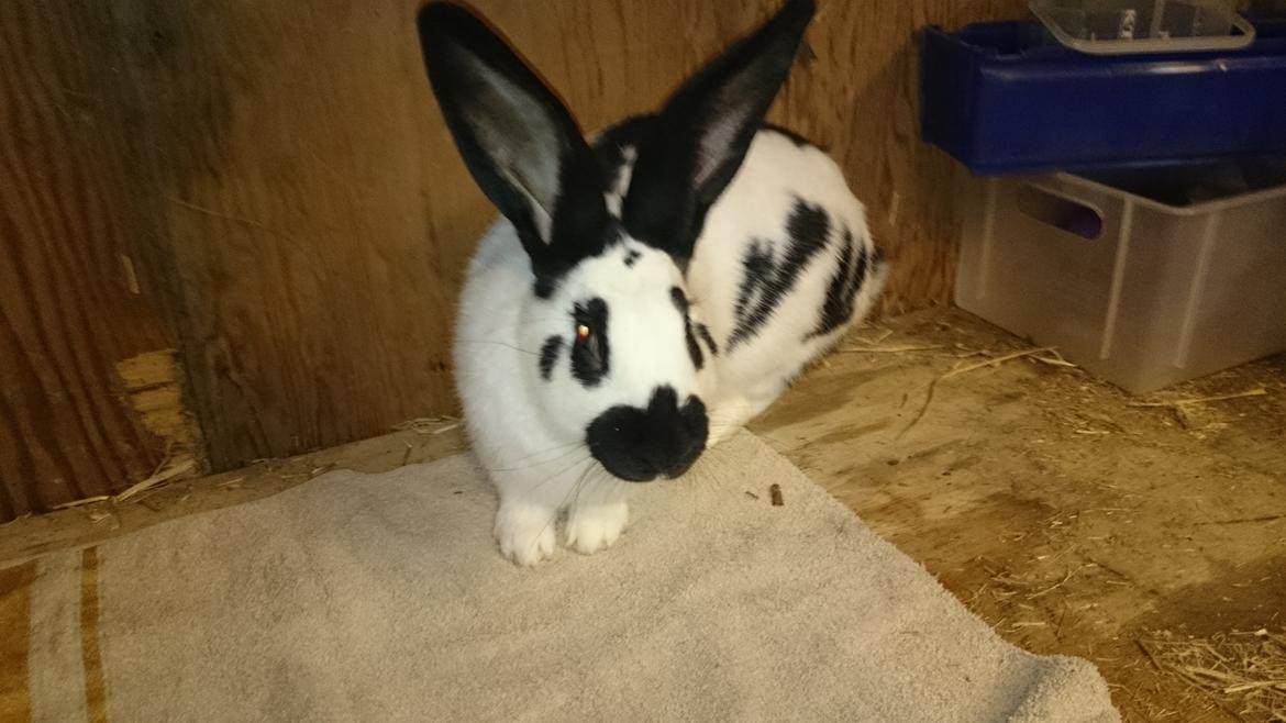 Kanin Laban billede 4