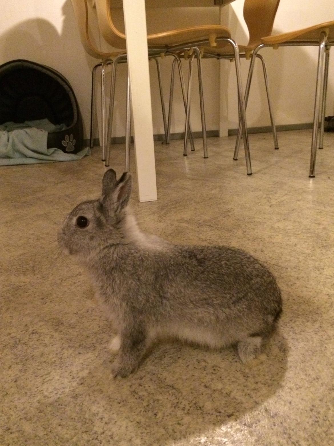 Kanin Ahrenkiels Connor -Hermelin billede 10