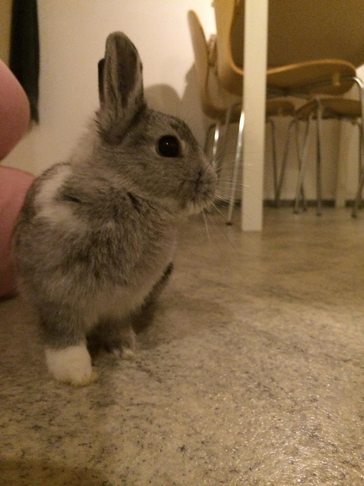 Kanin Ahrenkiels Connor -Hermelin billede 11