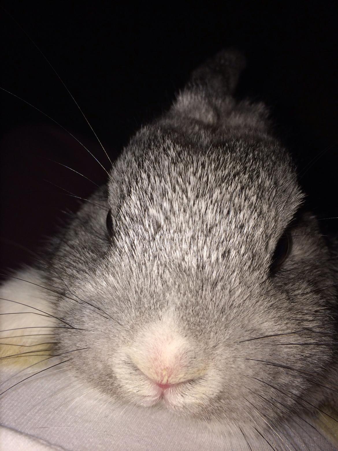 Kanin Ahrenkiels Connor -Hermelin billede 12