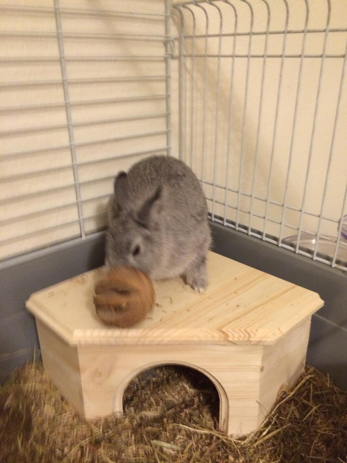 Kanin Ahrenkiels Connor -Hermelin billede 13