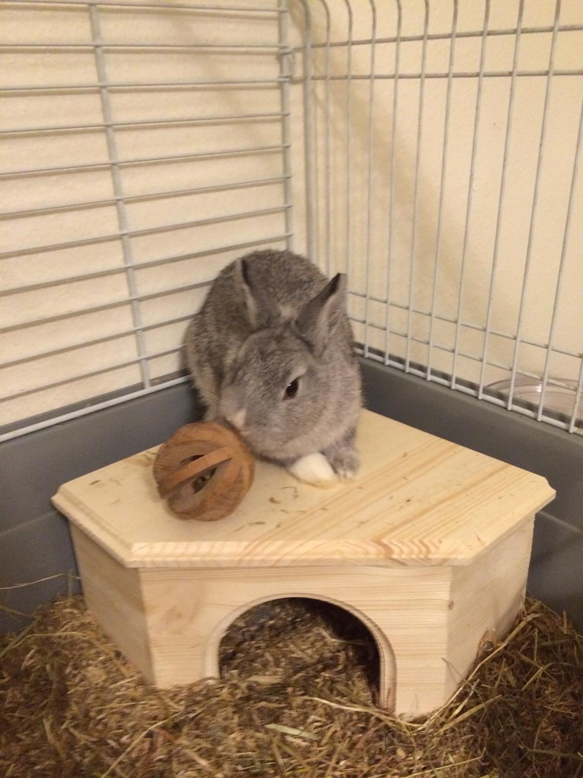 Kanin Ahrenkiels Connor -Hermelin billede 14