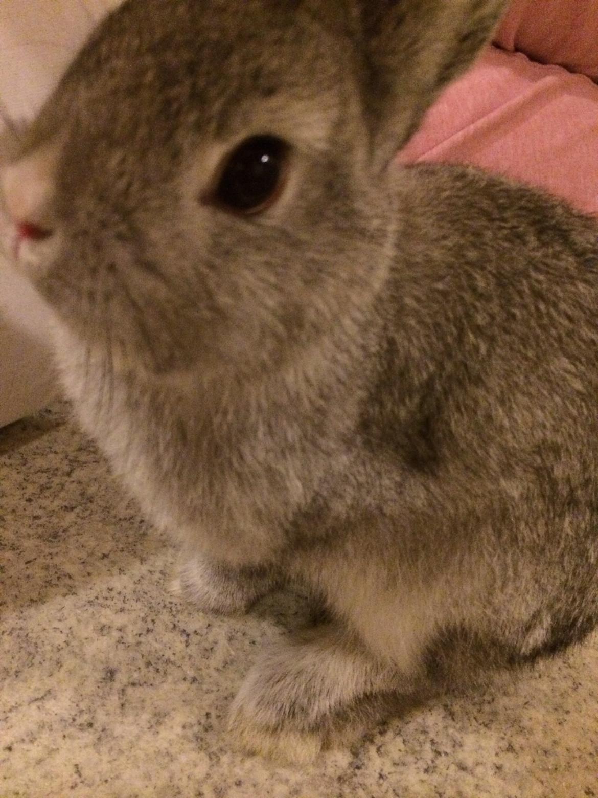Kanin Ahrenkiels Connor -Hermelin billede 15