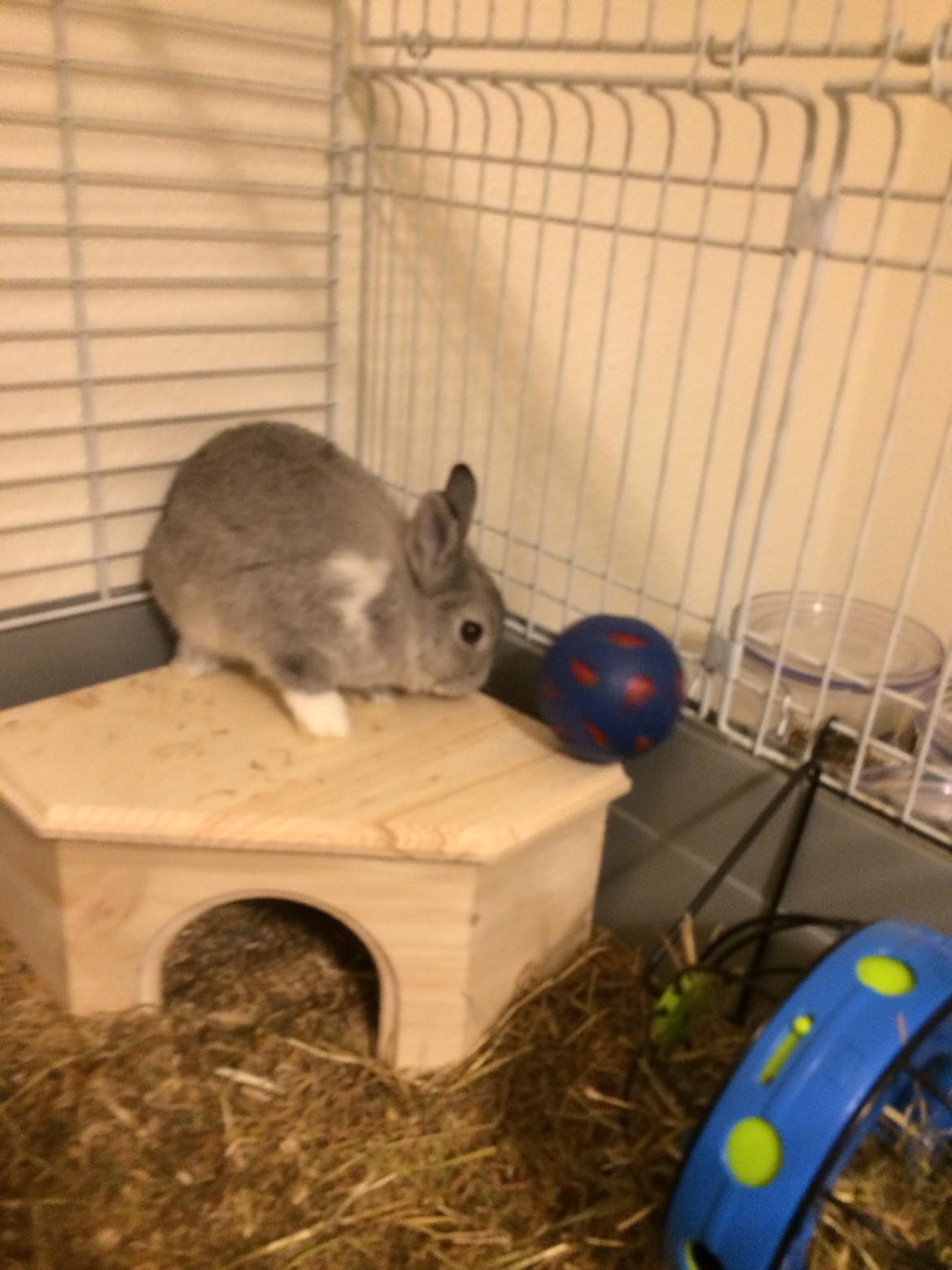 Kanin Ahrenkiels Connor -Hermelin billede 16