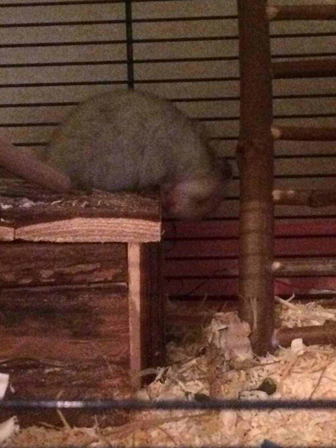 Hamster Phoebe billede 3