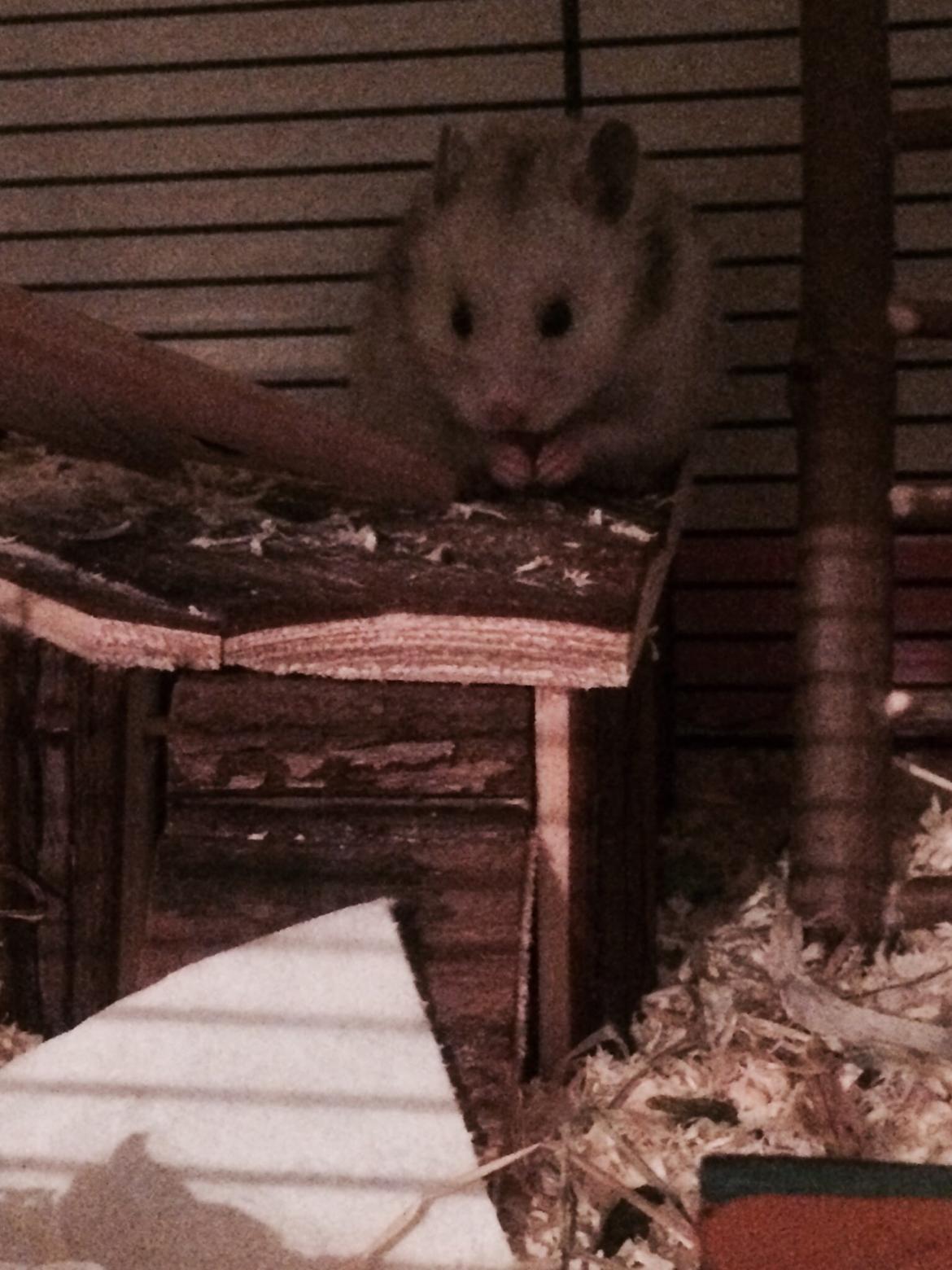 Hamster Phoebe billede 2