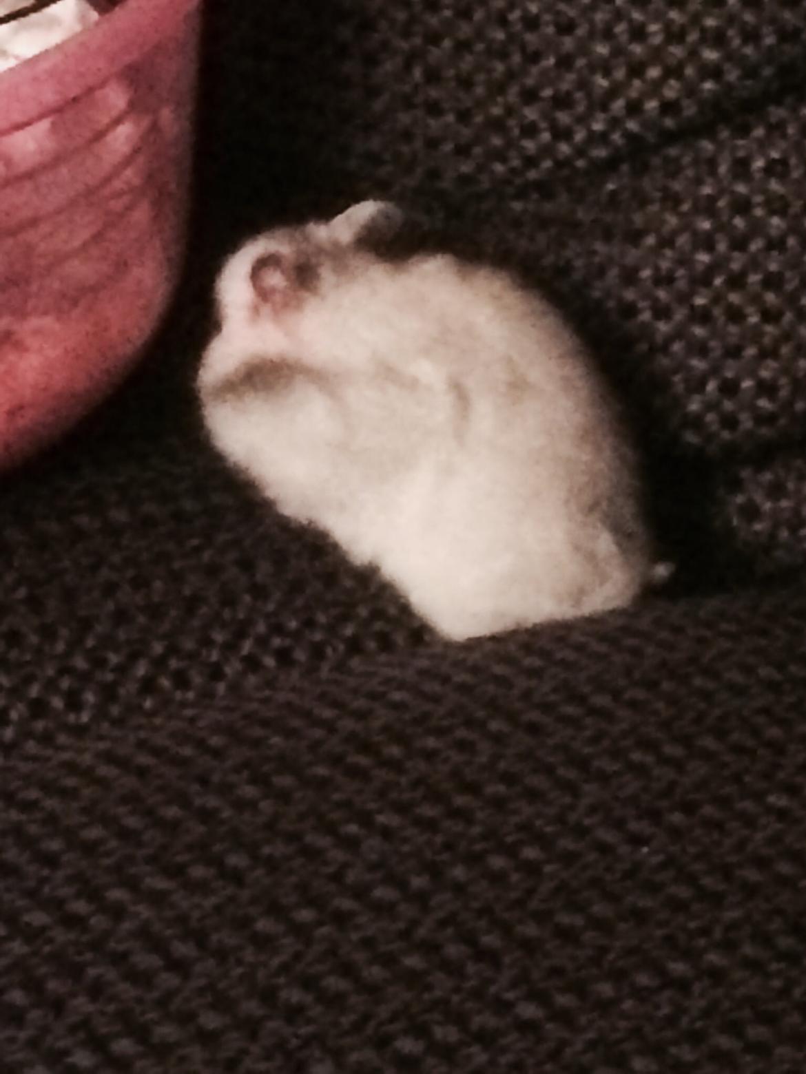 Hamster Phoebe billede 1