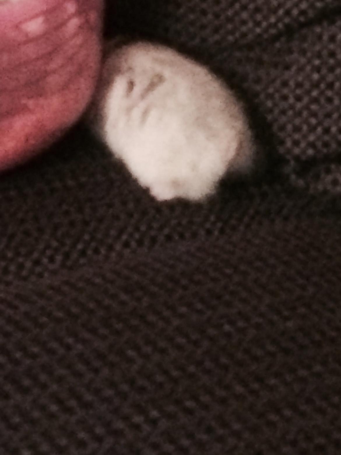Hamster Phoebe billede 4