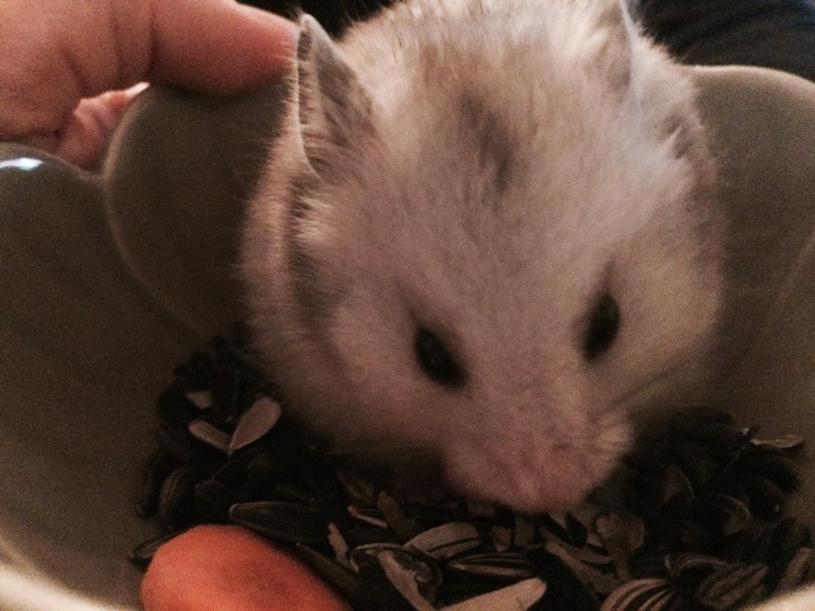 Hamster Phoebe billede 5