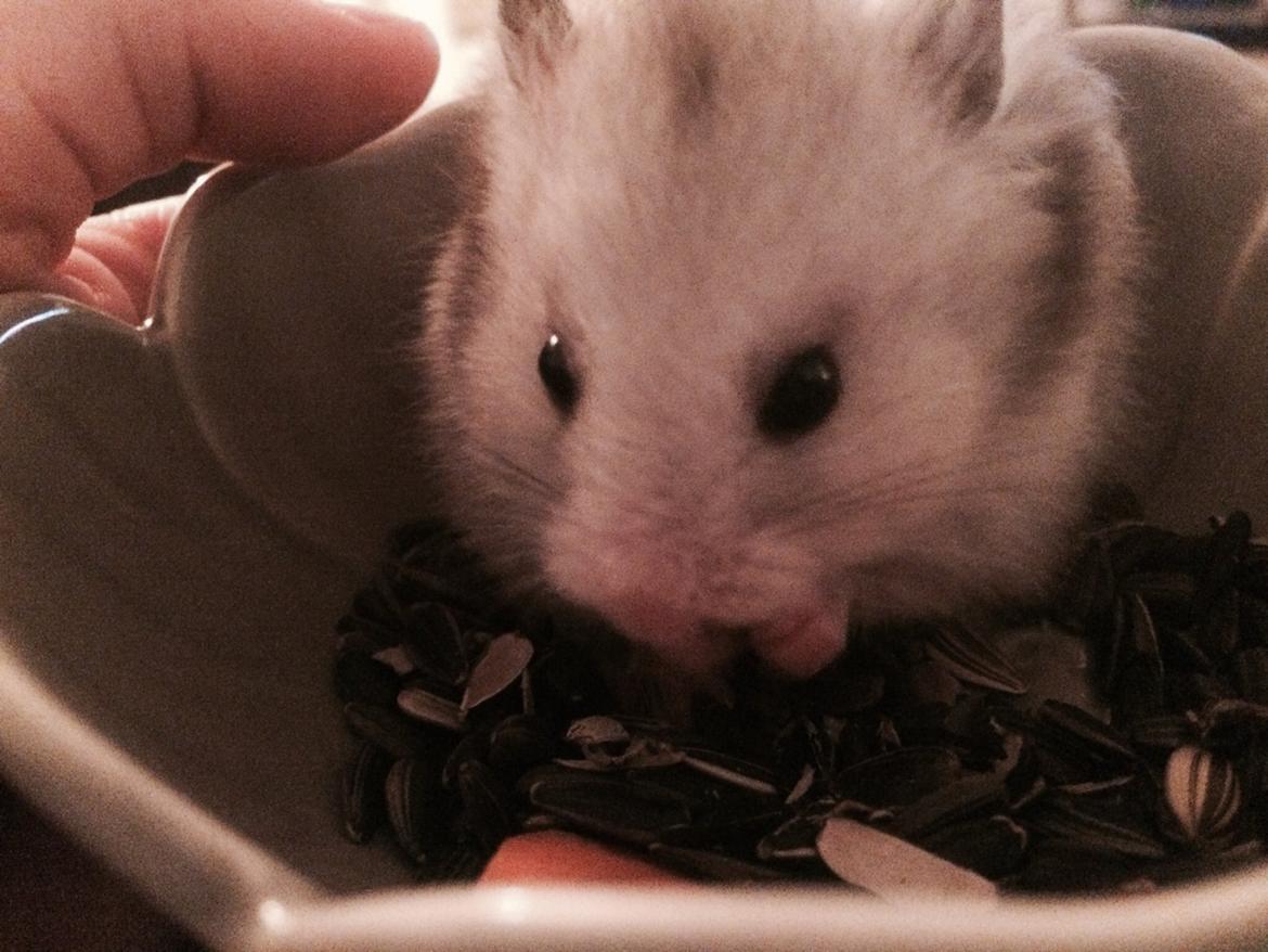 Hamster Phoebe billede 6