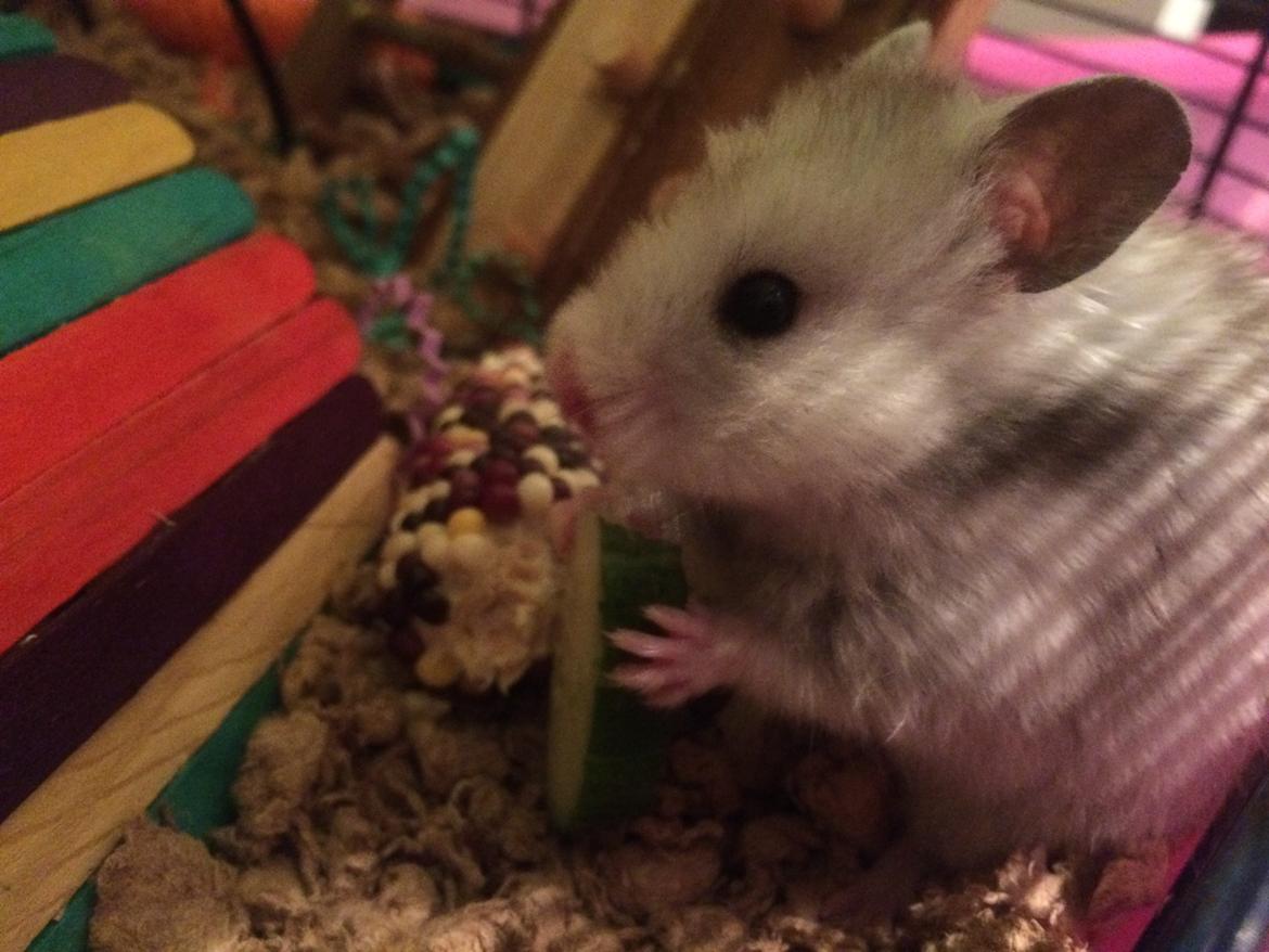 Hamster Phoebe billede 7