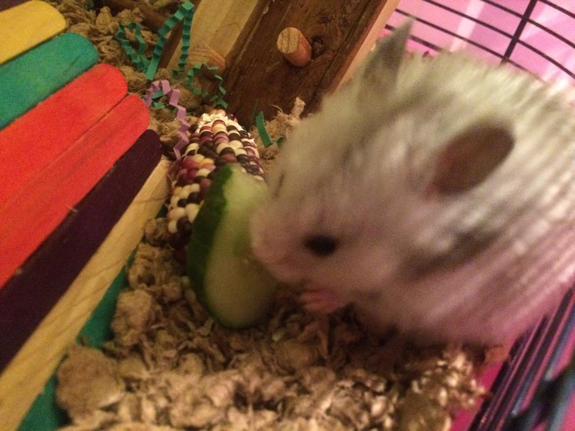 Hamster Phoebe billede 8