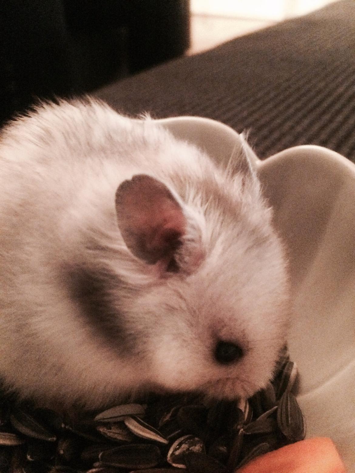 Hamster Phoebe billede 9