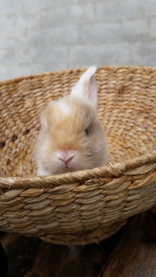 Kanin Enøre billede 7