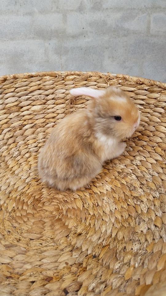 Kanin Enøre billede 6