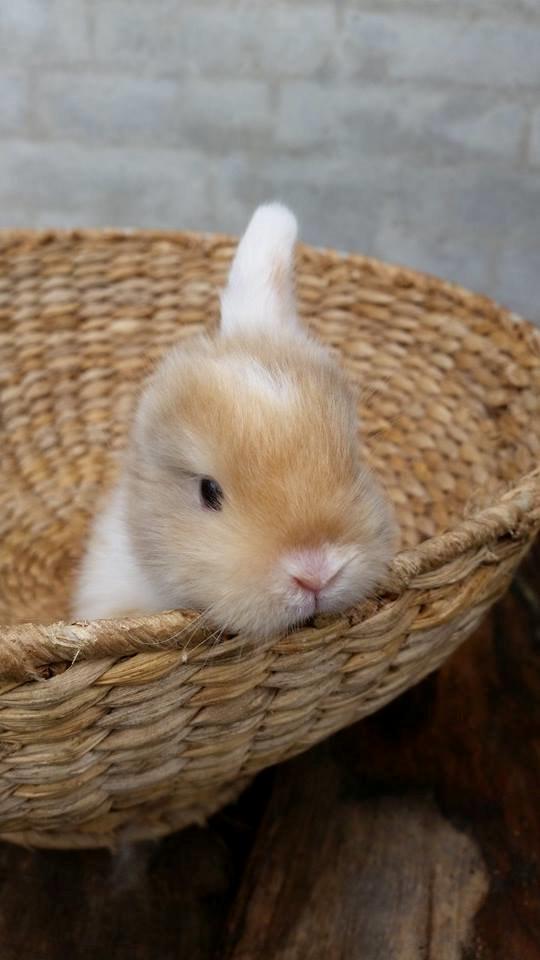 Kanin Enøre billede 9