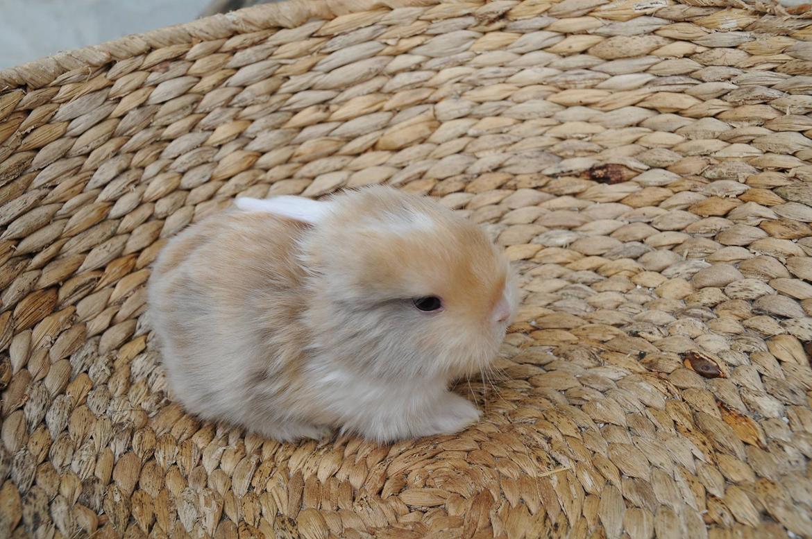 Kanin Enøre billede 8