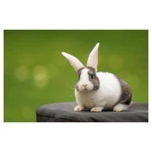 Kanin Wienertegnet Rex Joey Moe <3 - Billede fra annonce billede 6