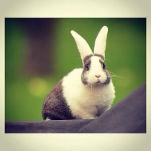 Kanin Wienertegnet Rex Joey Moe <3 - Billede fra annonce billede 5