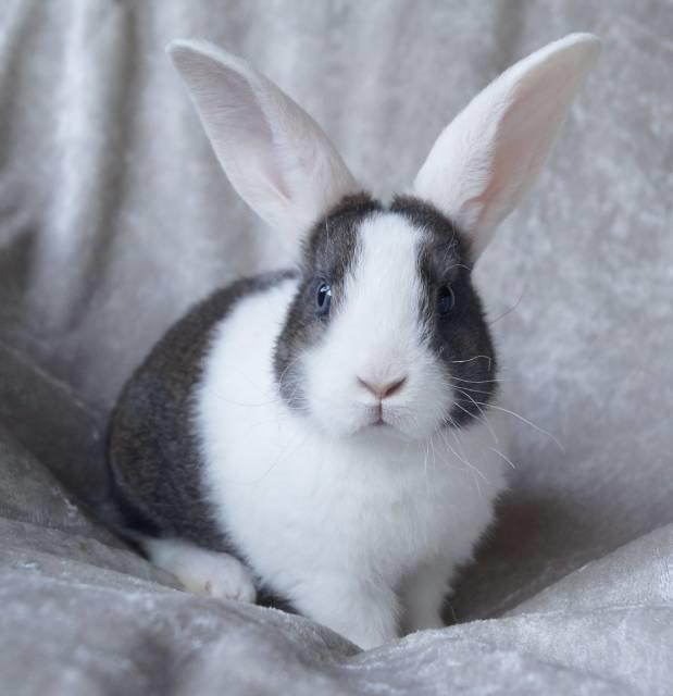 Kanin Wienertegnet Rex Joey Moe <3 - Billede fra annoncen billede 7