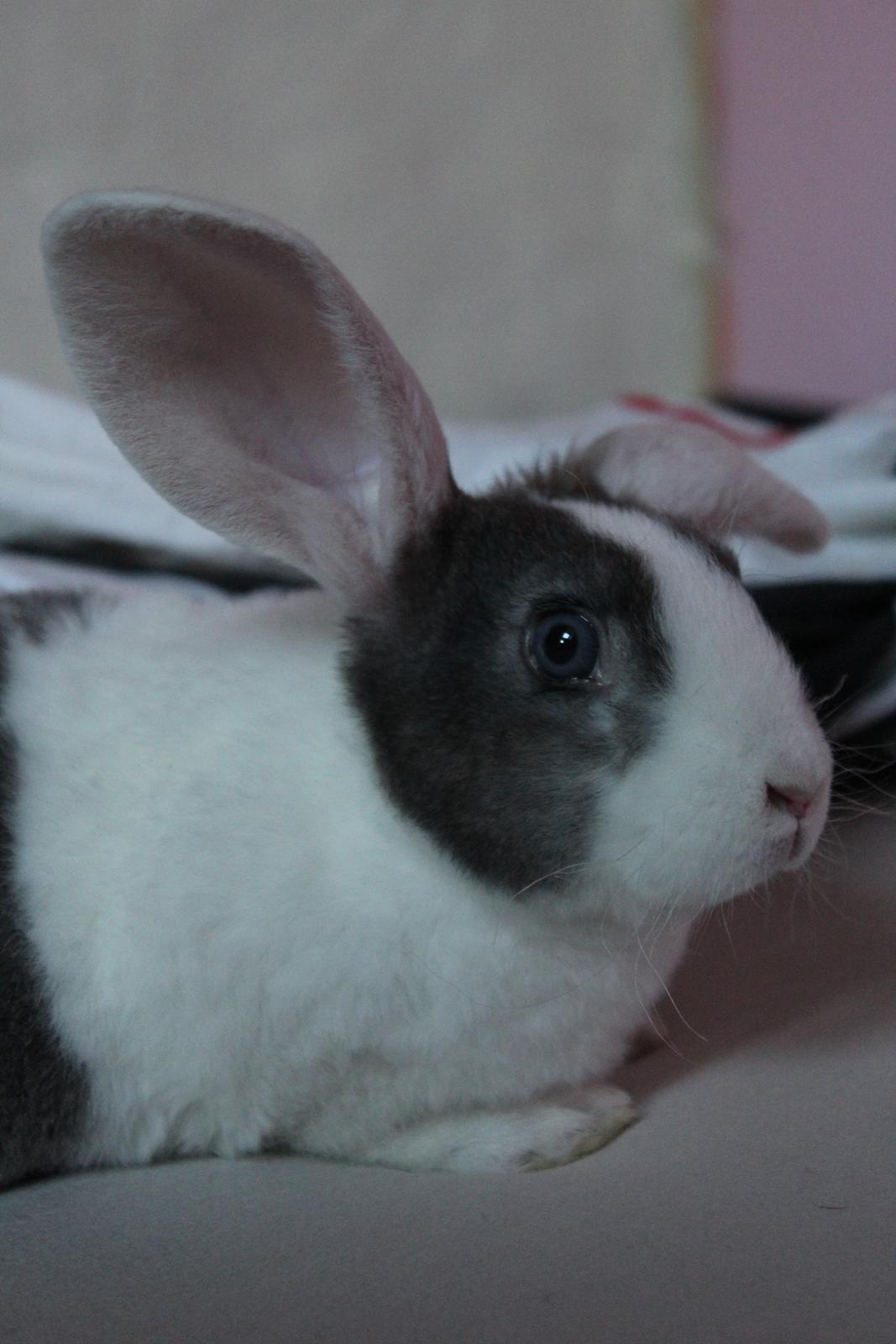 Kanin Wienertegnet Rex Joey Moe <3 billede 10