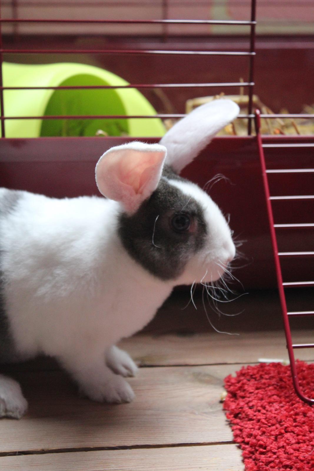 Kanin Wienertegnet Rex Joey Moe <3 billede 9